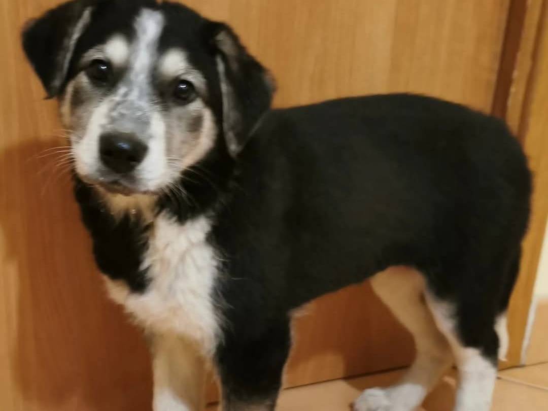 Adotta un cane, taglia grande, femmina, Bari