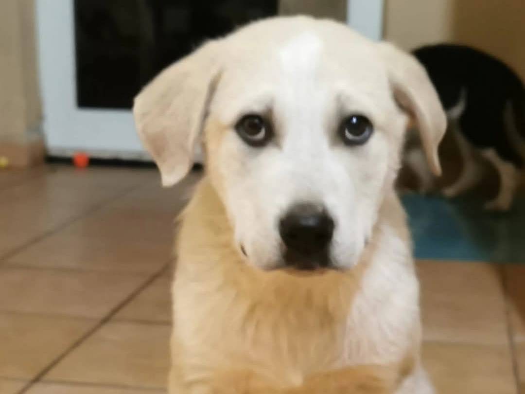 Vuoi adottare un cane a Bari?