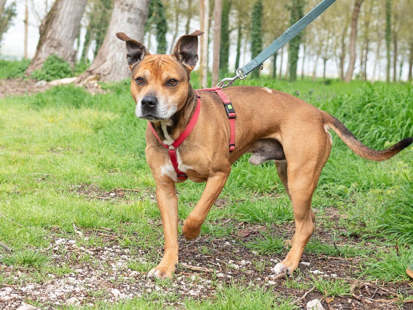 Adotta un cane, maschio, 9 anni  e 1 mese, Ferrara