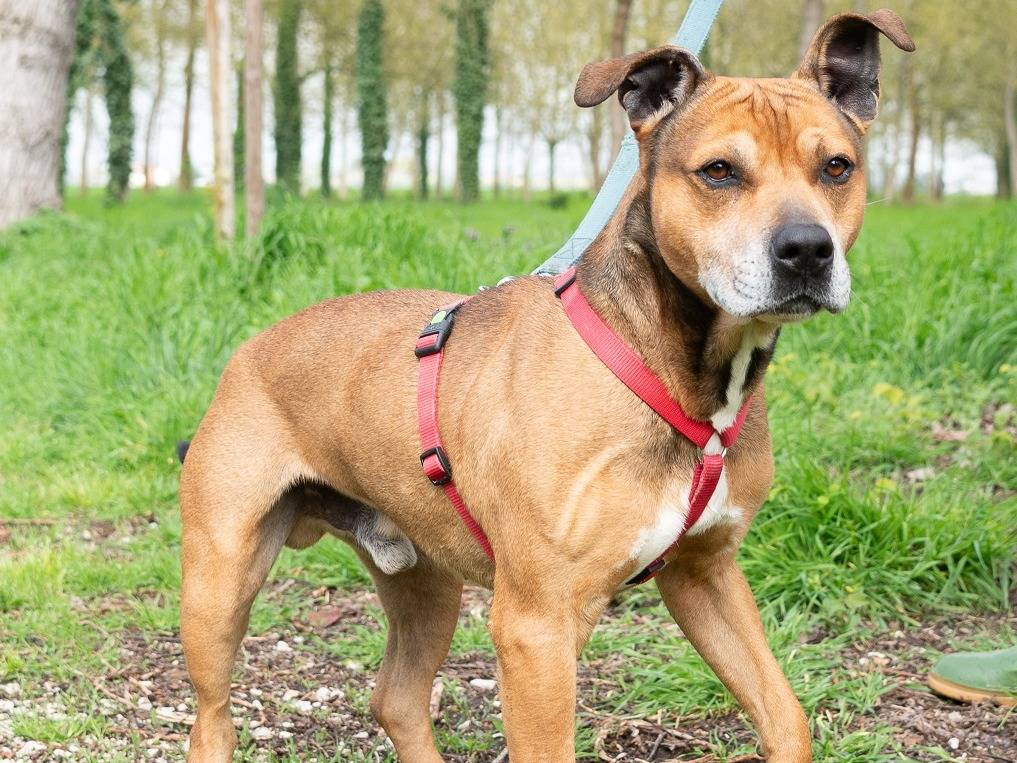 Vuoi adottare un cane a Ferrara?