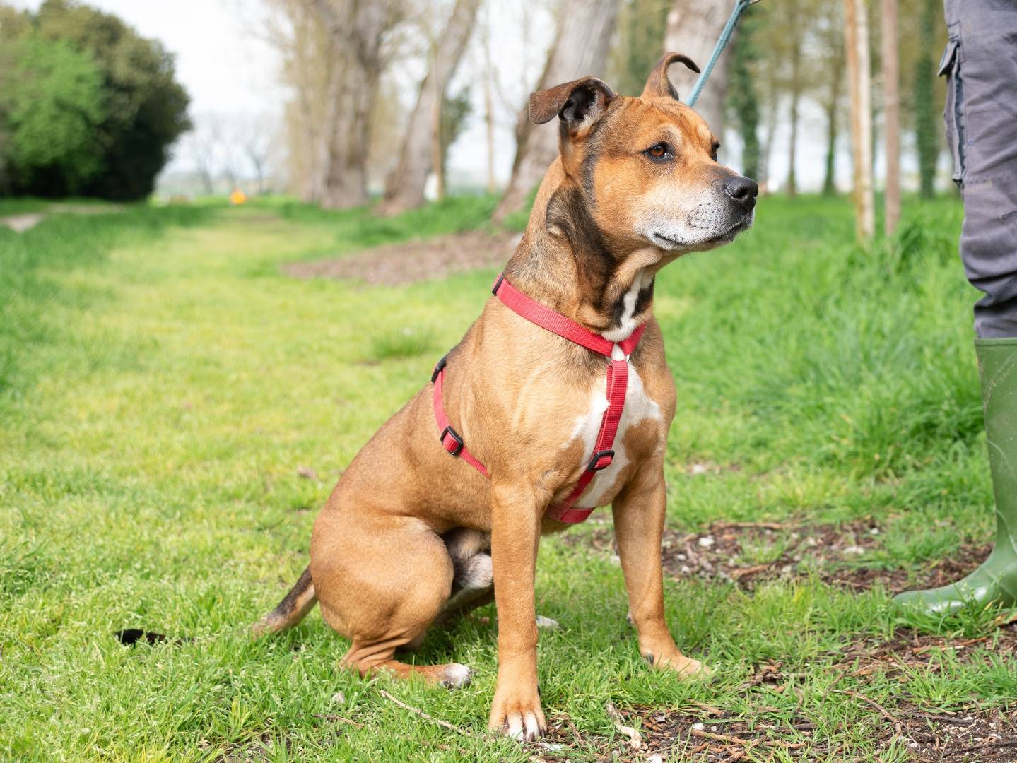 Adotta il cane ARTHUR a Ferrara