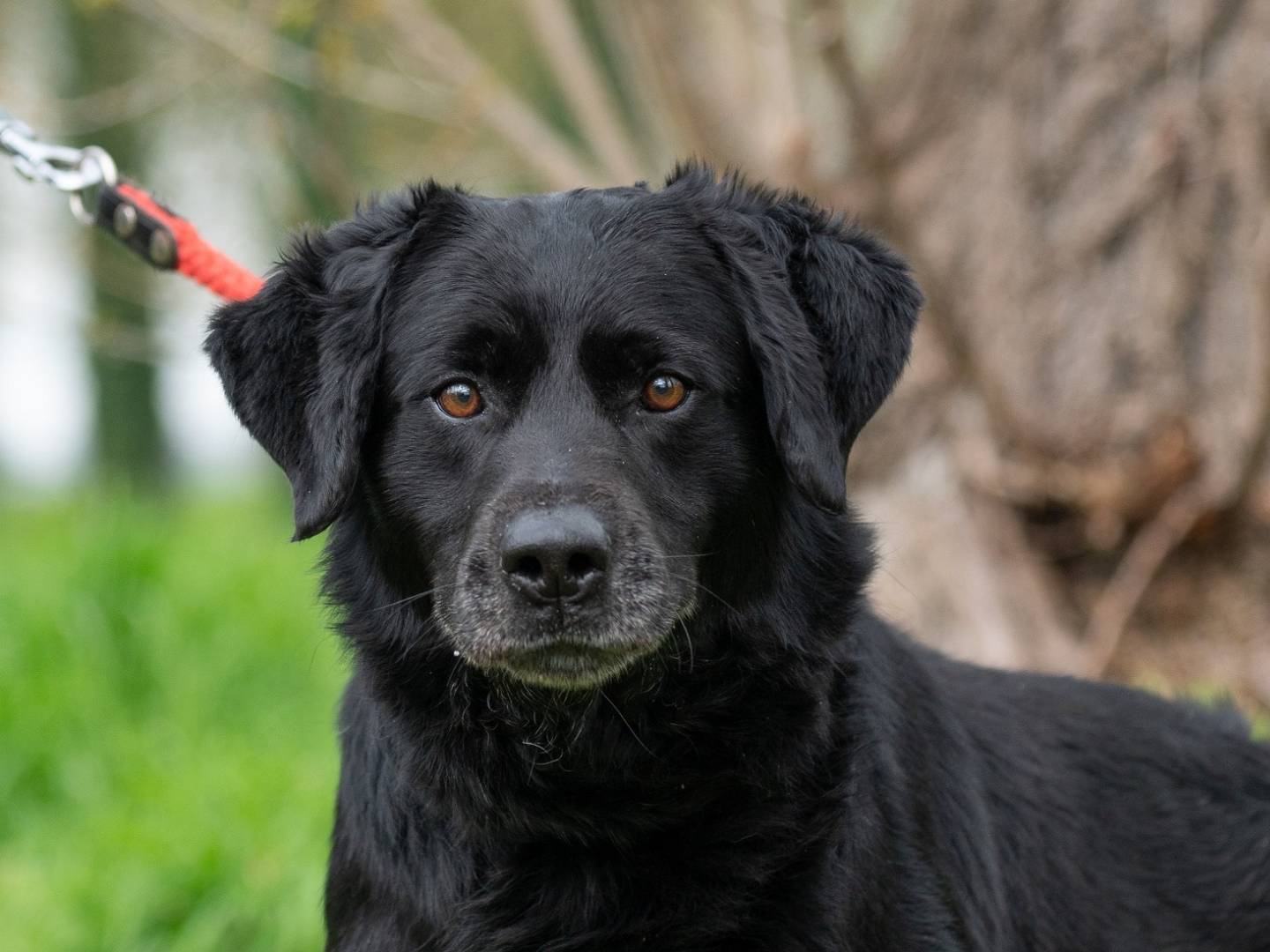 Adozione cane, maschio, Labrador Retriever Razza sconosciuta, 7 anni  e 4 mesi , taglia grande, Ferrara