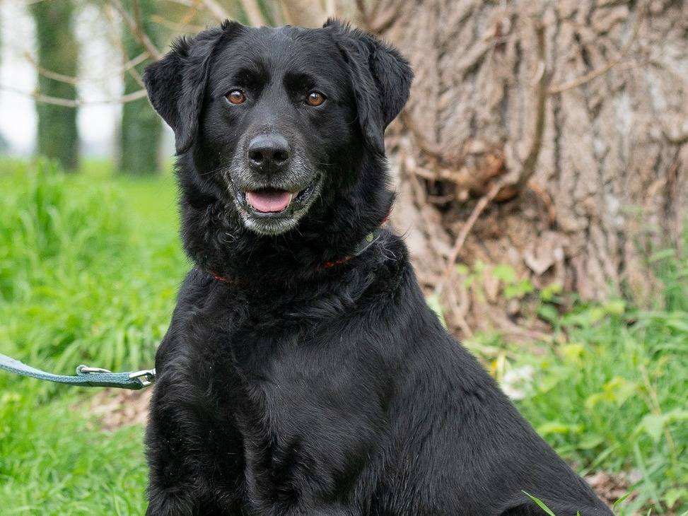 Adotta un cane, maschio, 7 anni  e 2 mesi , Ferrara