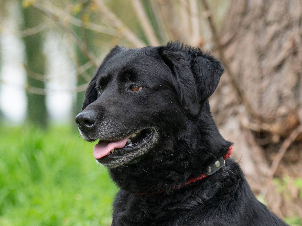 Adotta un cane, taglia grande, maschio, Ferrara