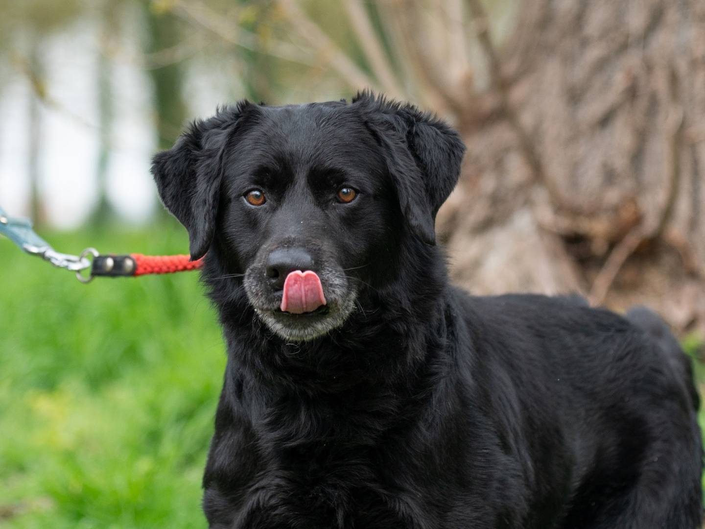 Vuoi adottare un cane a Ferrara?