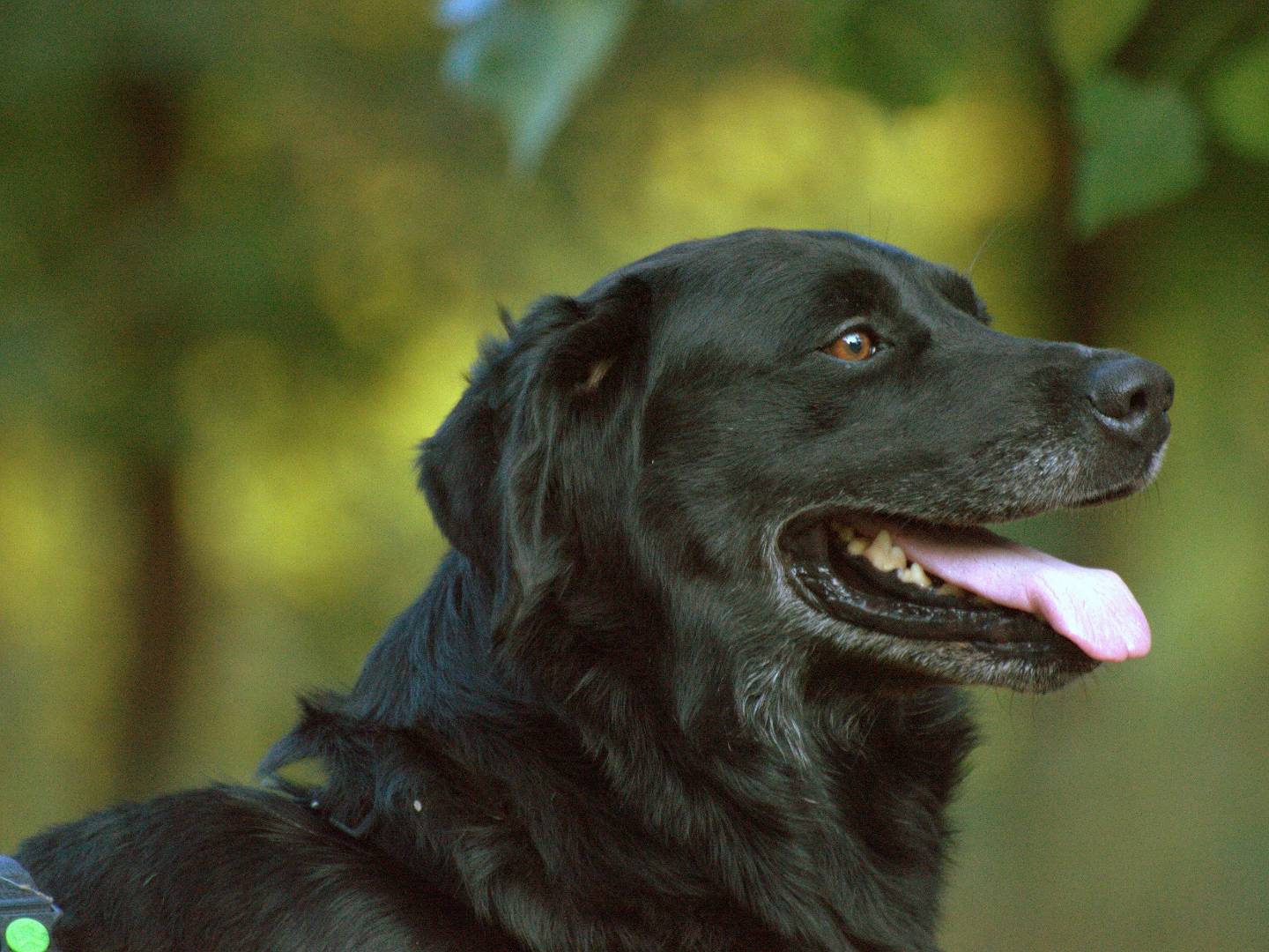Adotta il cane AXEL a Ferrara
