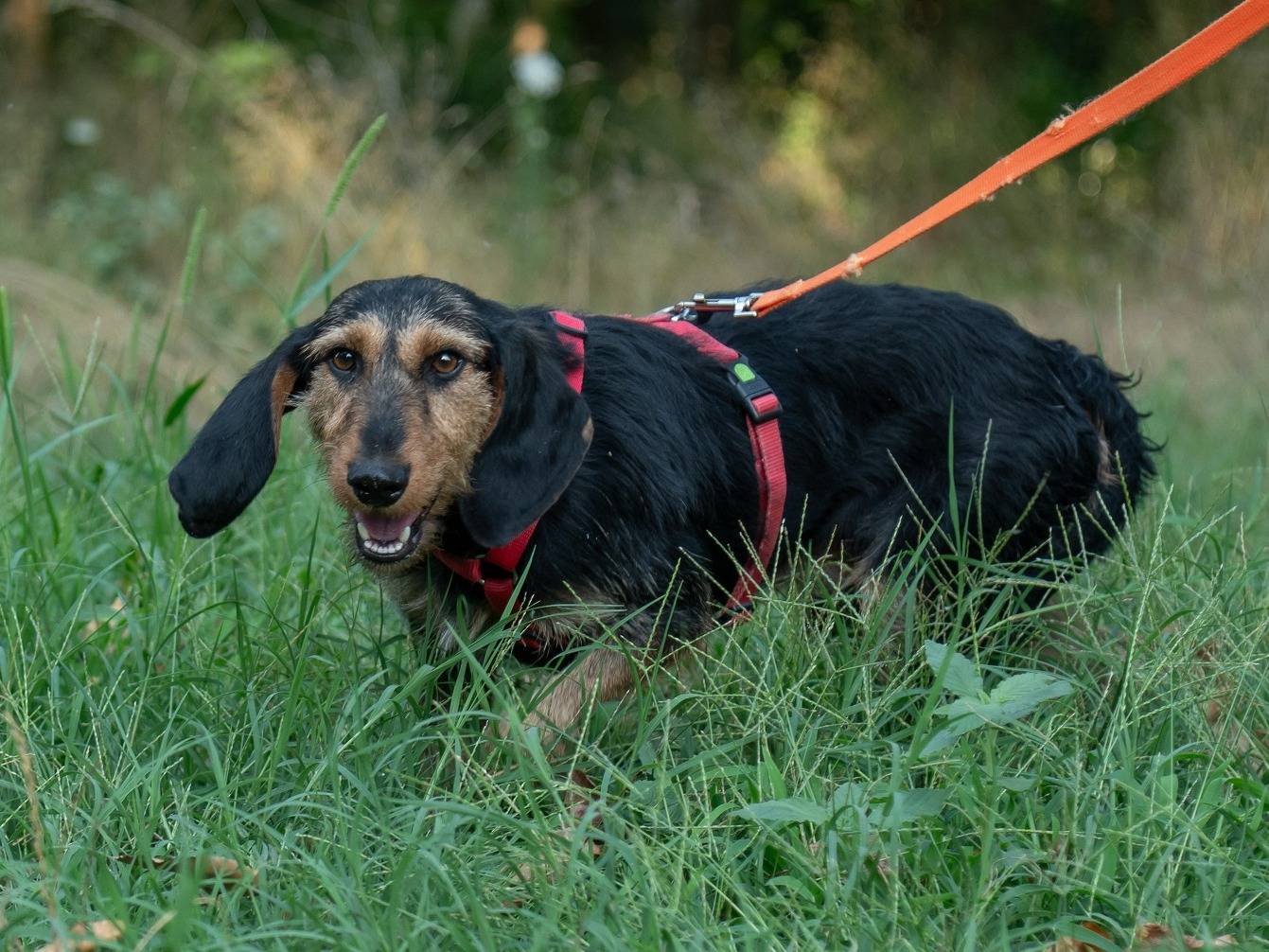 Adotta un cane, maschio, 1 anno e 10 mesi , Ferrara