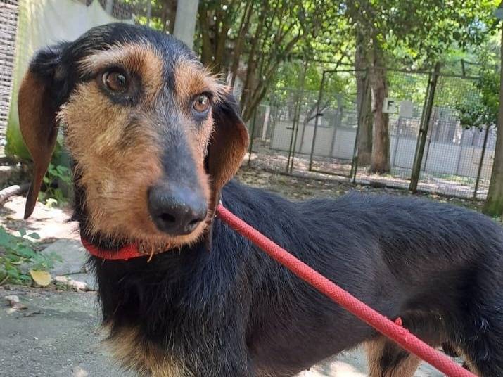 Adotta un cane, taglia media, maschio, Ferrara