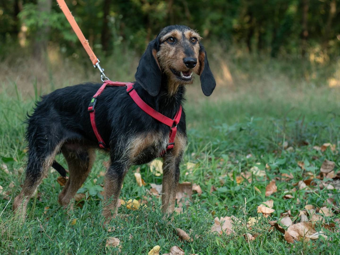 Vuoi adottare un cane a Ferrara?