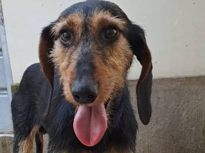 Adotta il cane CLIFF a Ferrara