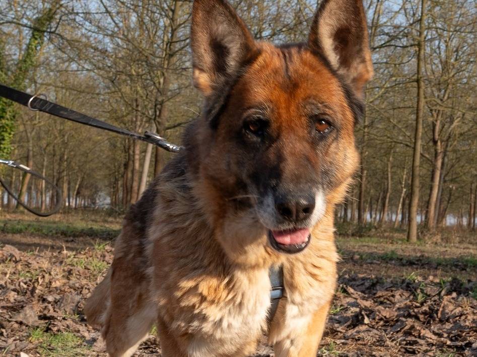 Adotta un cane, femmina, 11 anni  e 5 mesi , Ferrara