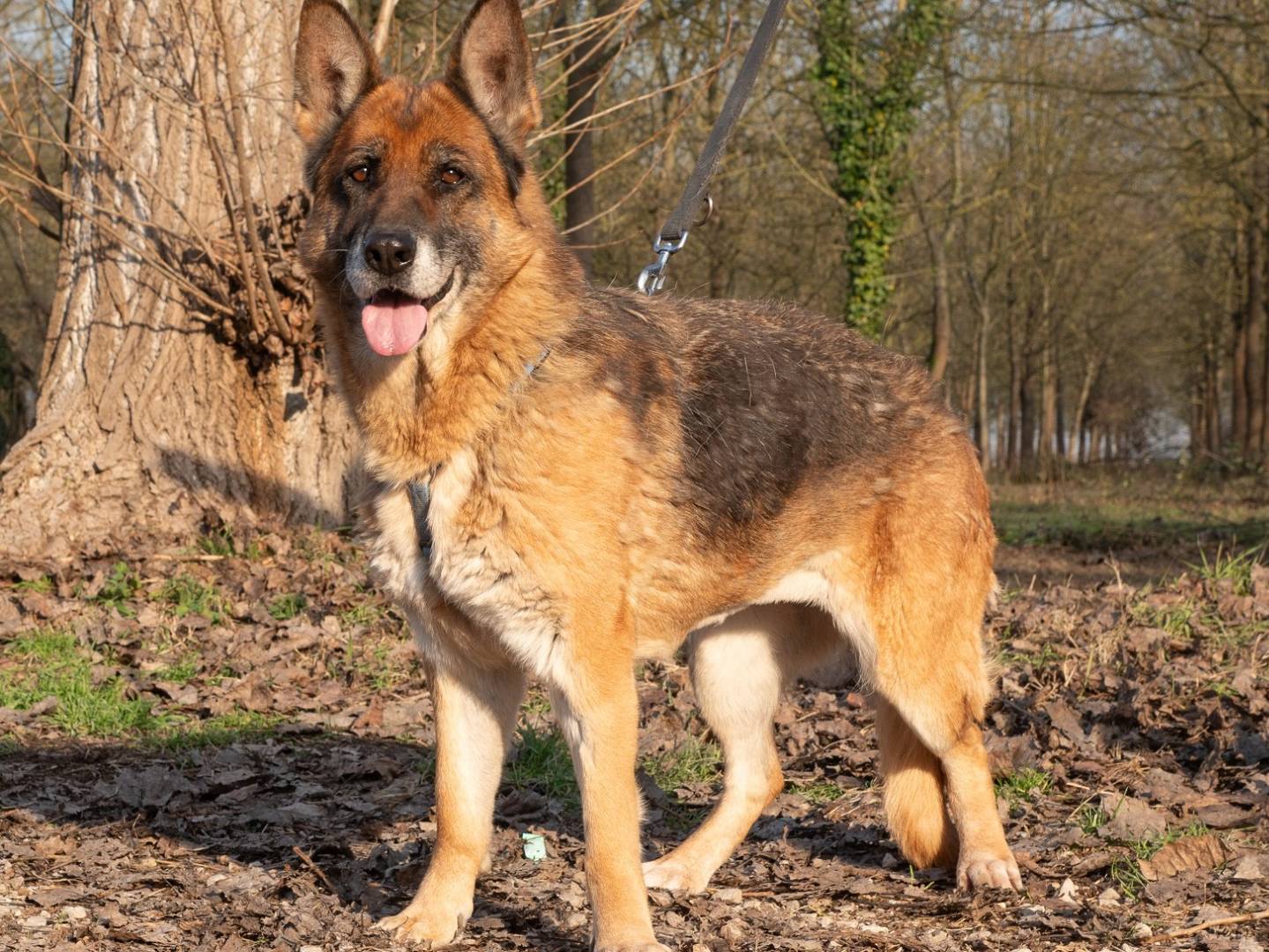 Adotta un cane, taglia grande, femmina, Ferrara