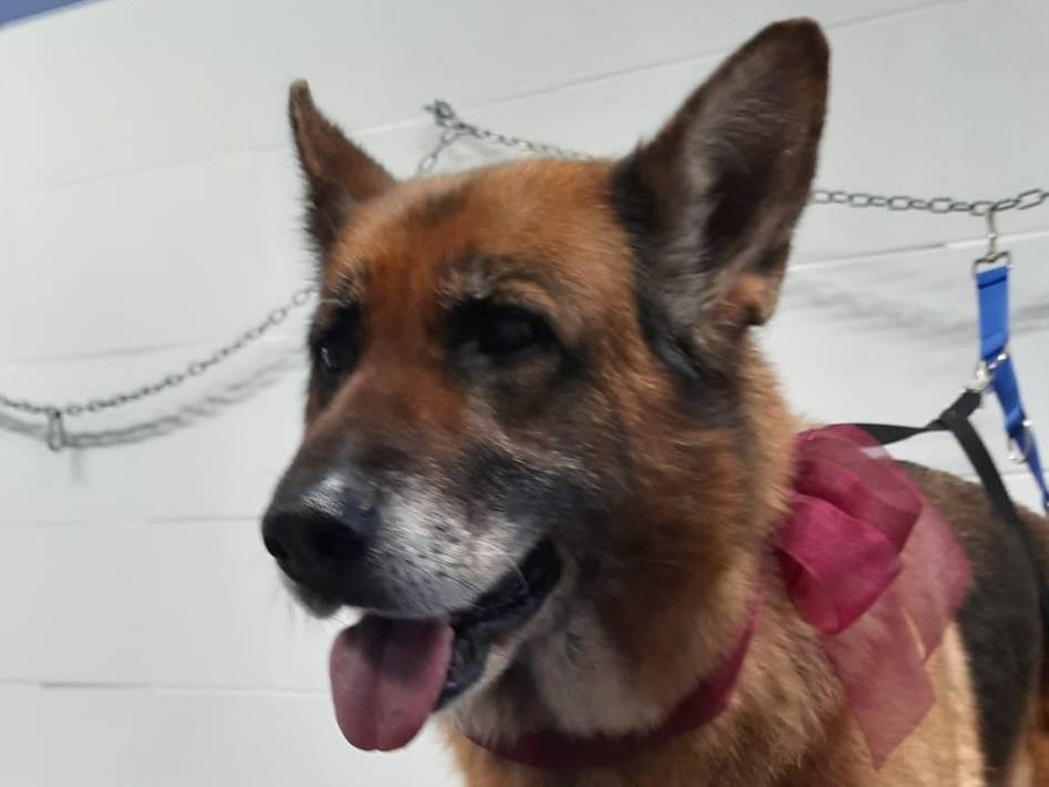 Vuoi adottare un cane a Ferrara?