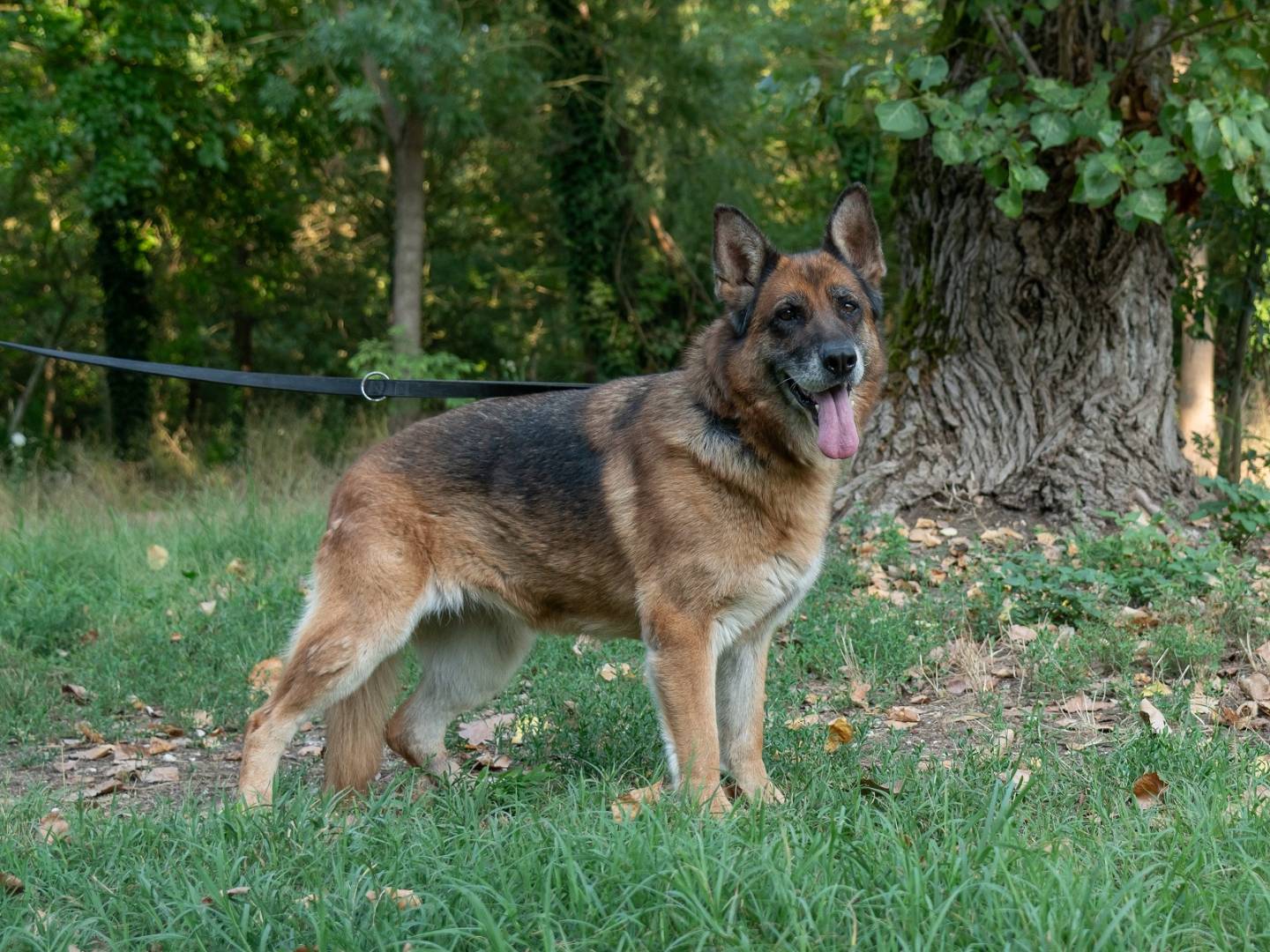 Adotta il cane LUNA a Ferrara