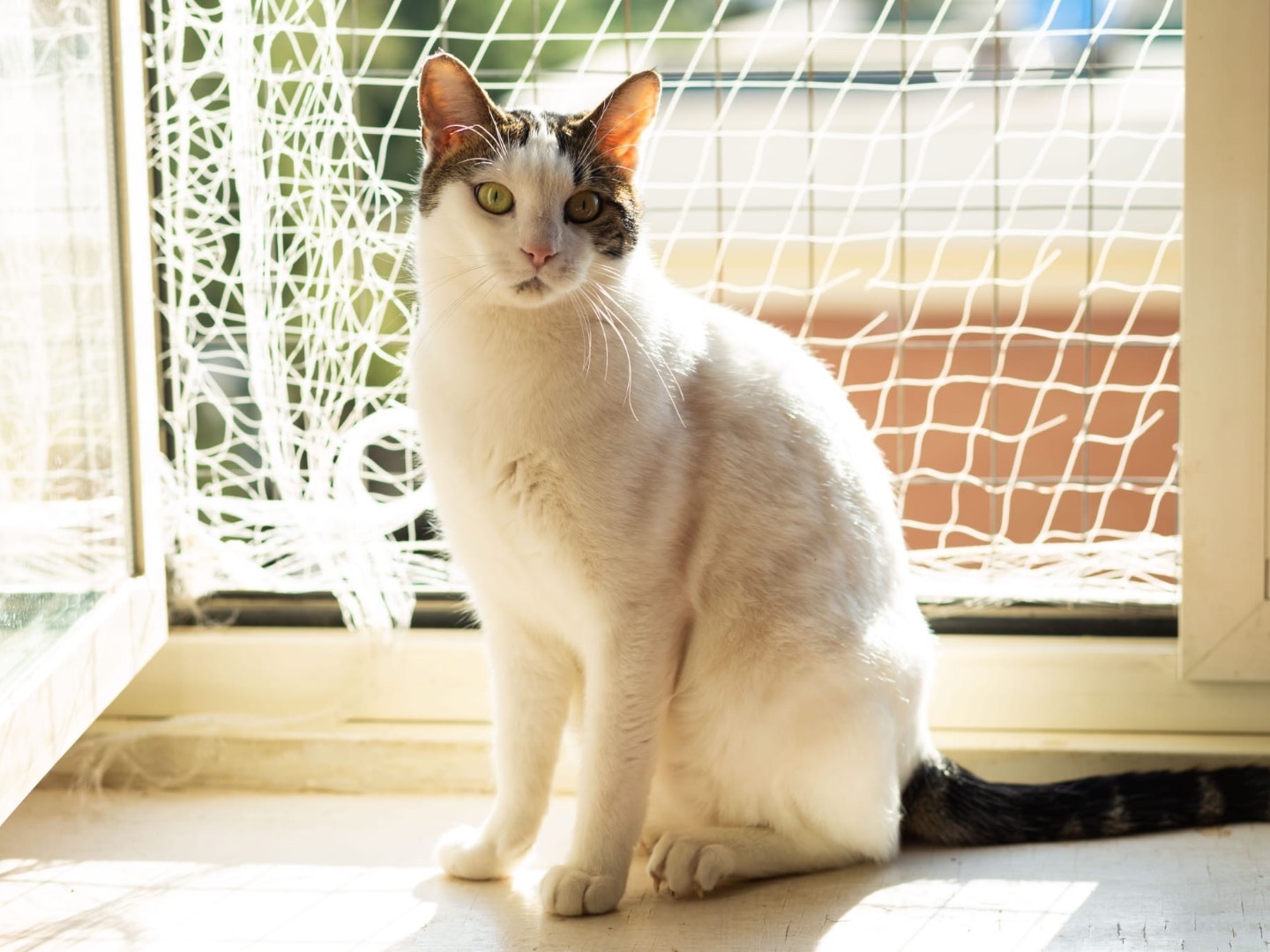 Foto dell'animale