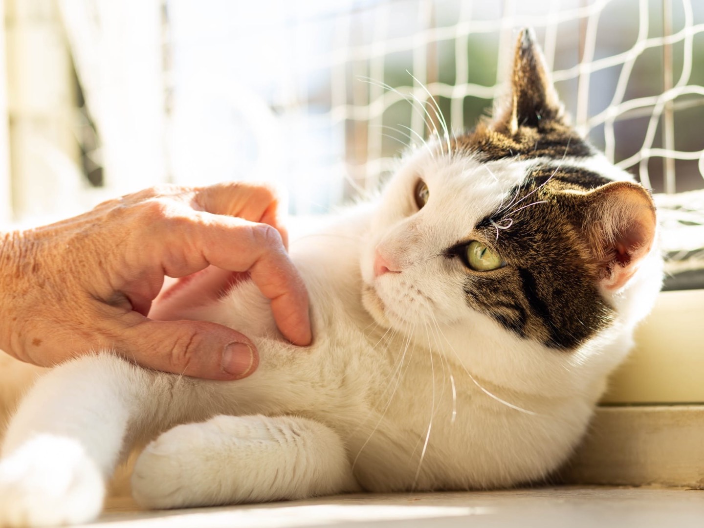 Adotta un gatto, maschio, 1 anno e 5 mesi , Roma