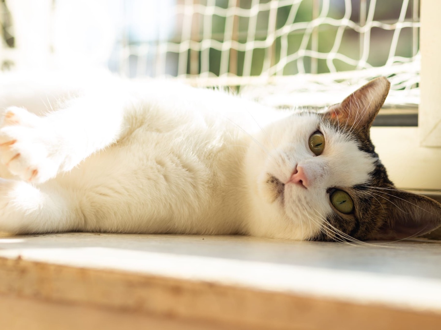 Adotta un gatto, taglia non valida, maschio, Roma