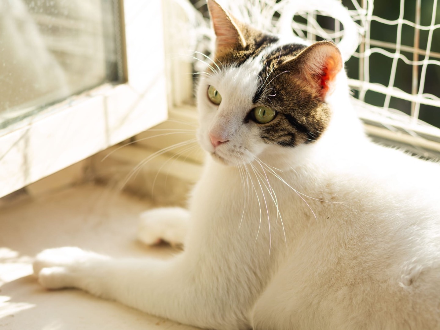 Vuoi adottare un gatto a Roma?