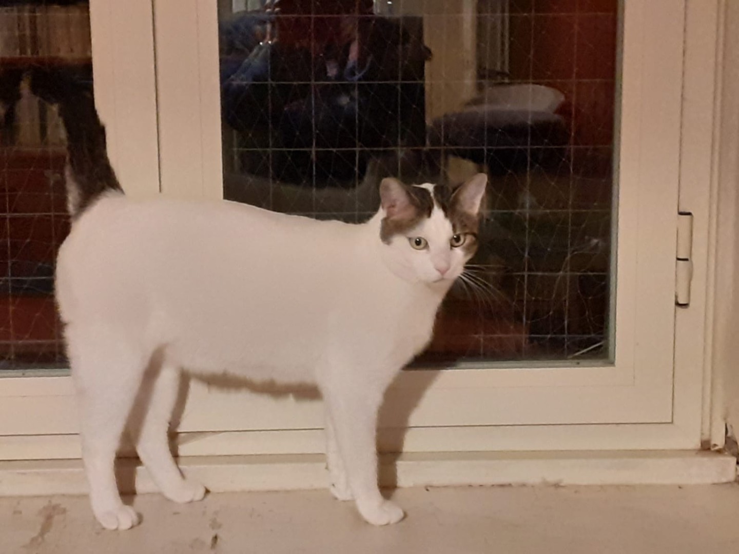 Adotta il gatto Rudy a Roma