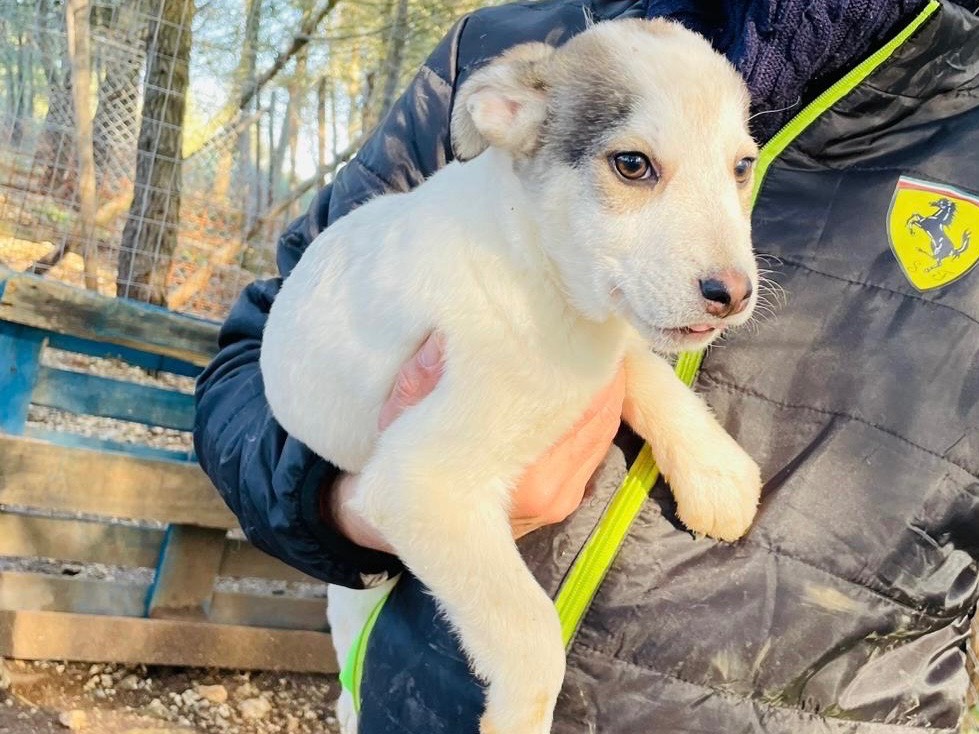 Adotta il cane Bianca a Bari