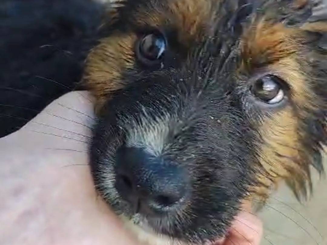 Adotta un cane, taglia media contenuta, femmina, Palermo