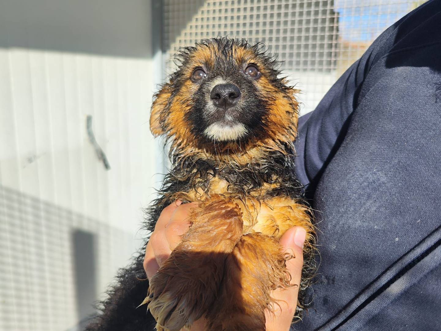 Vuoi adottare un cane a Palermo?