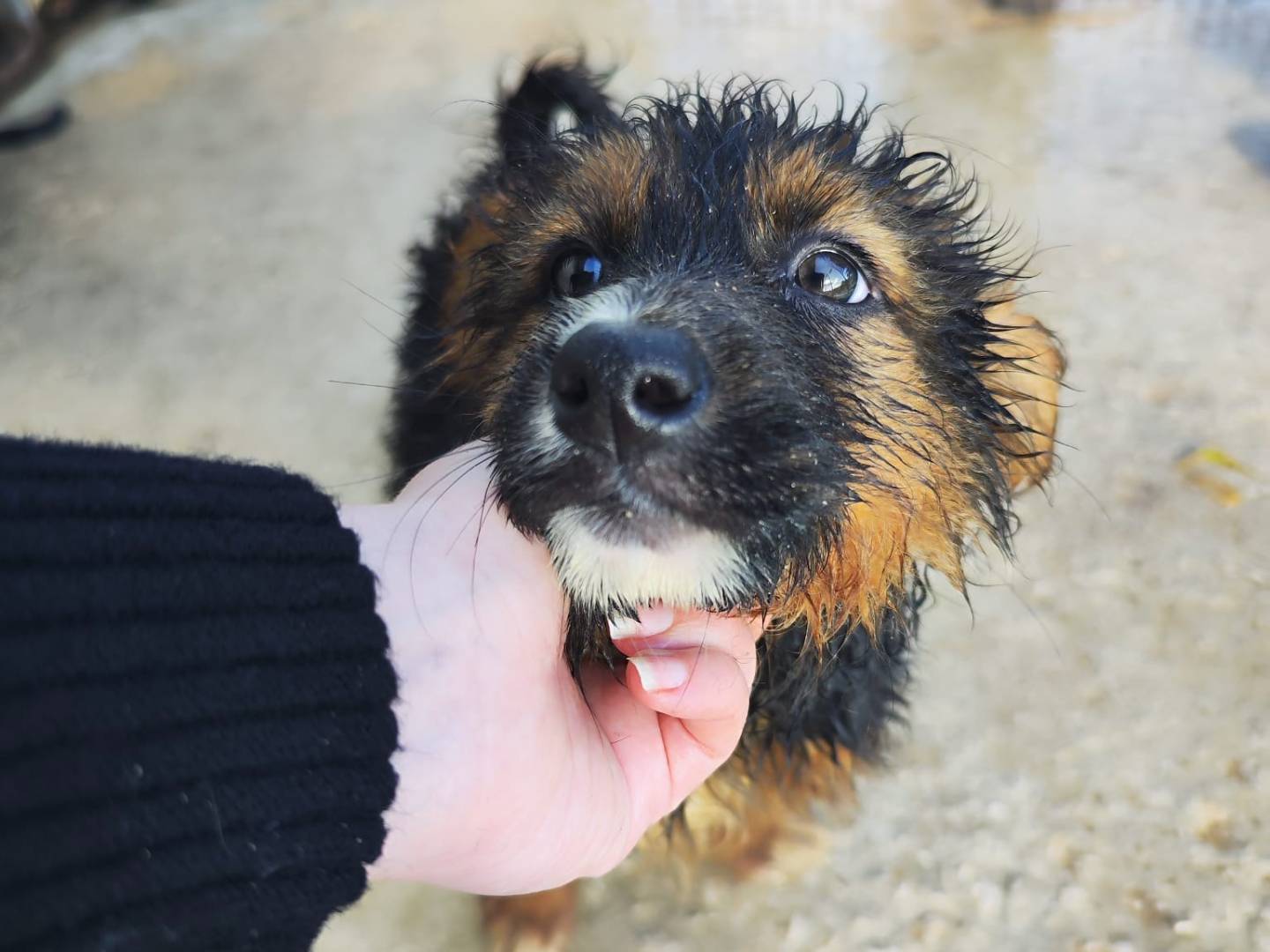 Adotta il cane Hope  a Palermo