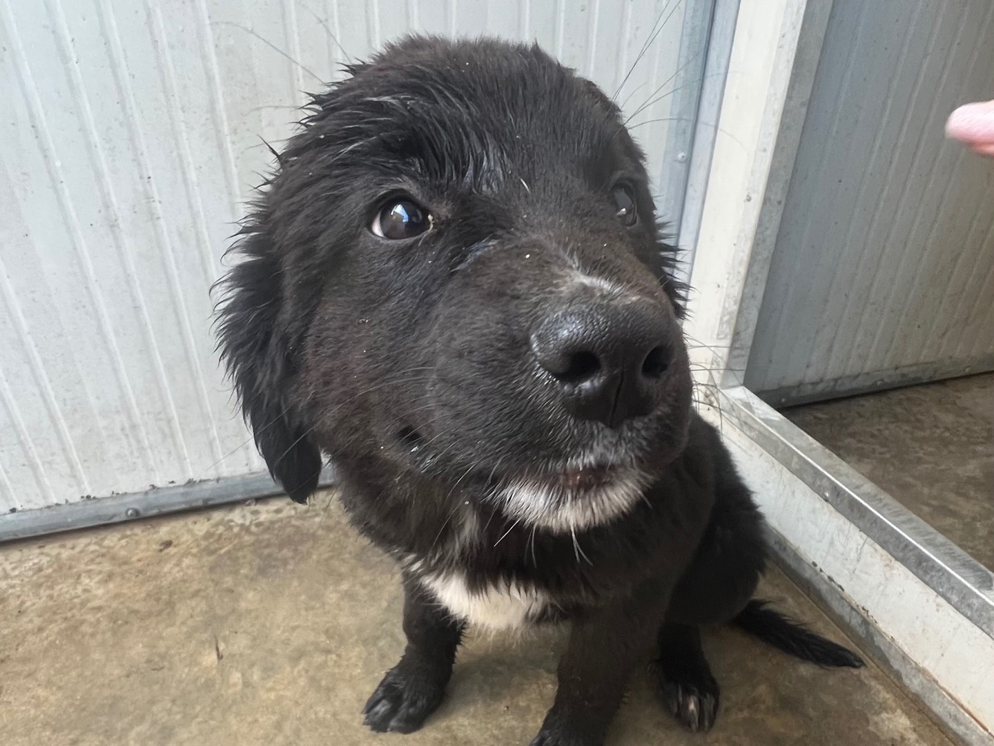 Adotta un cane, femmina, 2 mesi, Siracusa