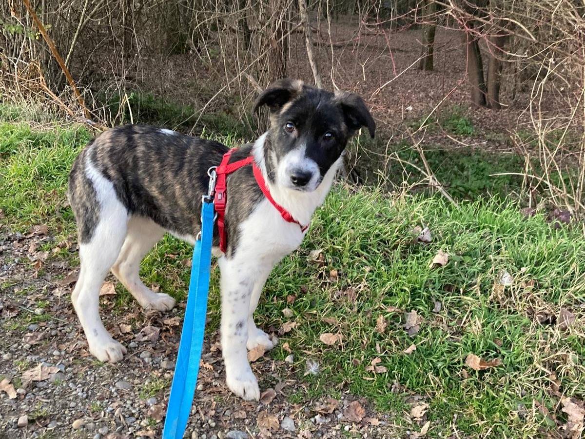 Adotta il cane Mimosa  a Milano