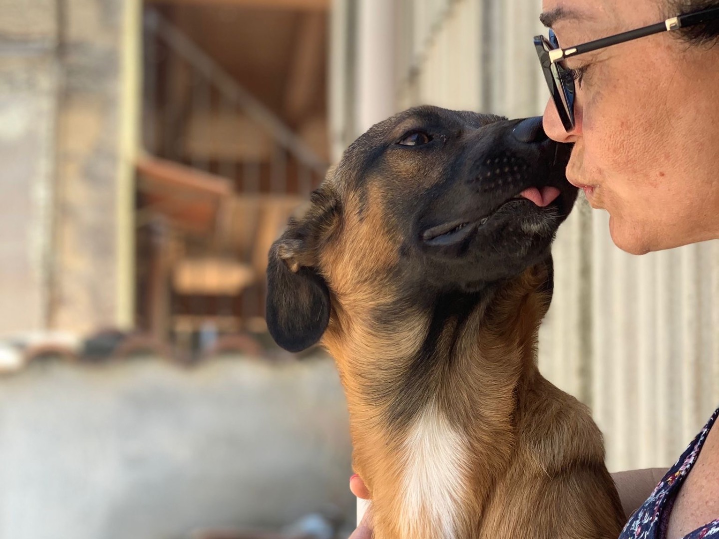 Adotta un cane, maschio, 1 anno e 9 mesi , Siracusa