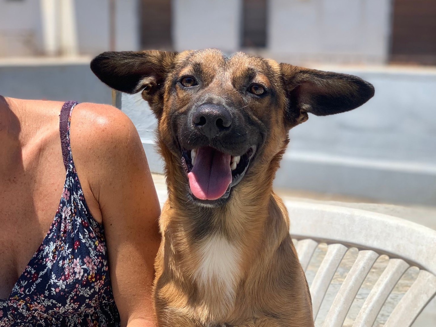 Adotta un cane, taglia media contenuta, maschio, Siracusa