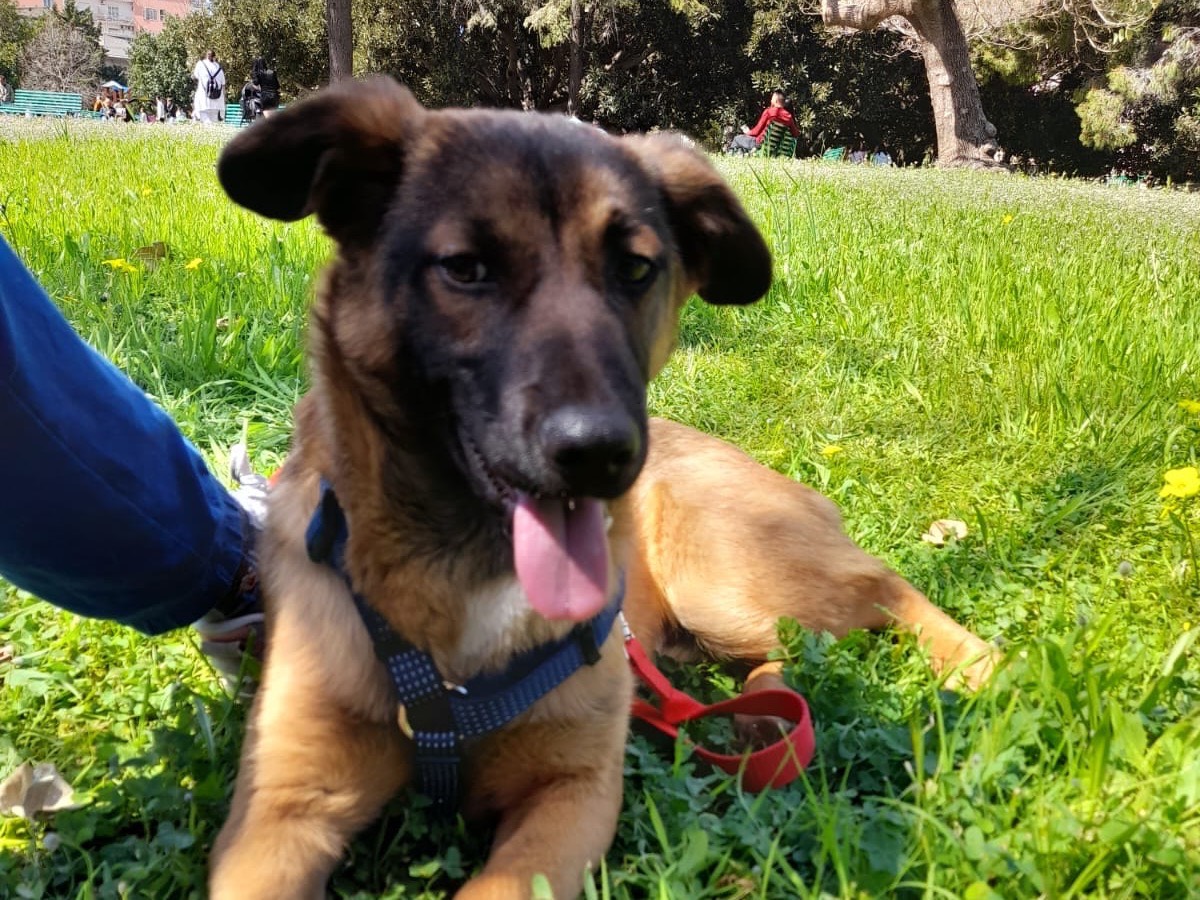 Adotta il cane Fred a Siracusa