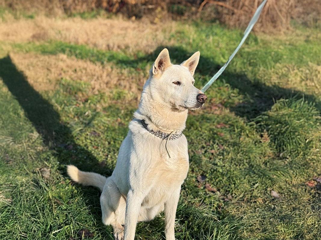 Adotta un cane, femmina, 8 anni  e 3 mesi , Bologna