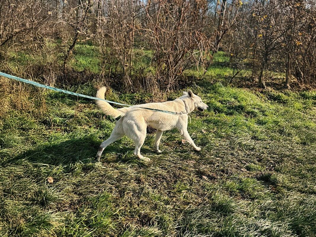 Vuoi adottare un cane a Bologna?