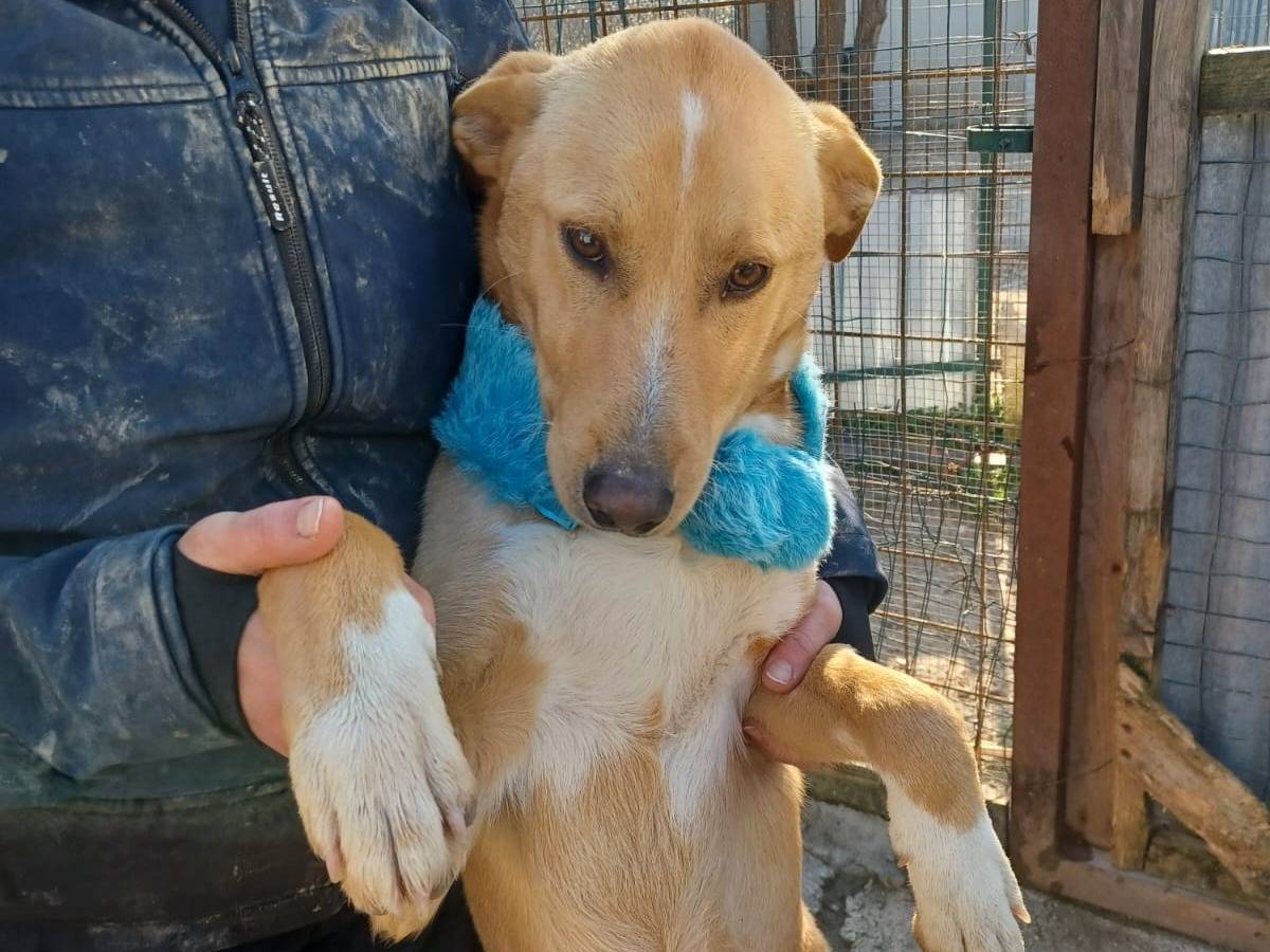 Adotta un cane, taglia media, maschio, Frosinone