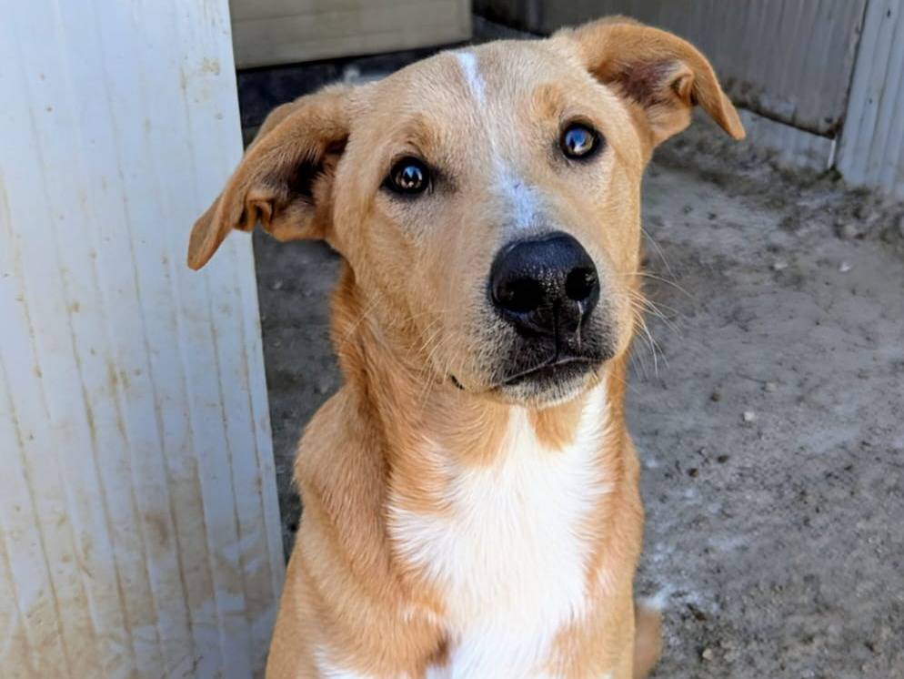 Vuoi adottare un cane a Frosinone?