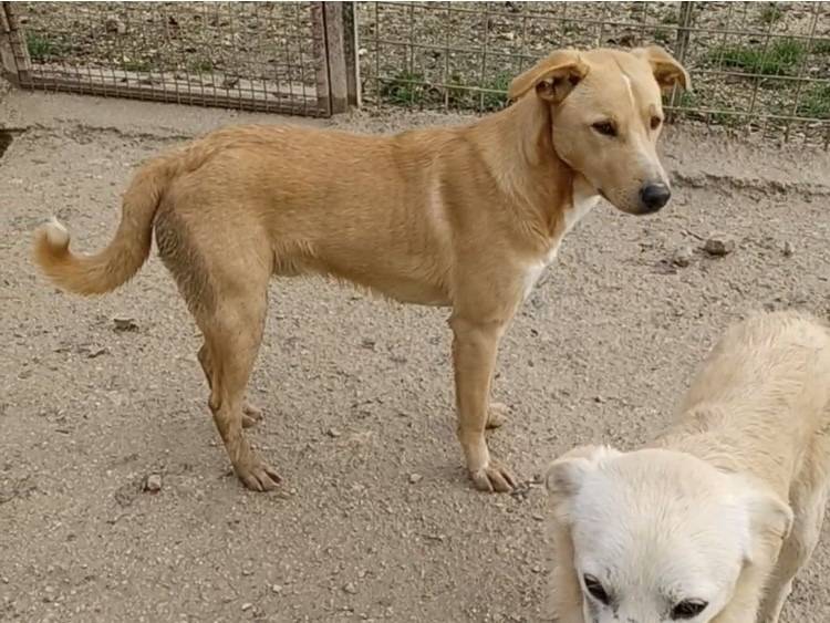 Adotta il cane MIRTILLO a Frosinone