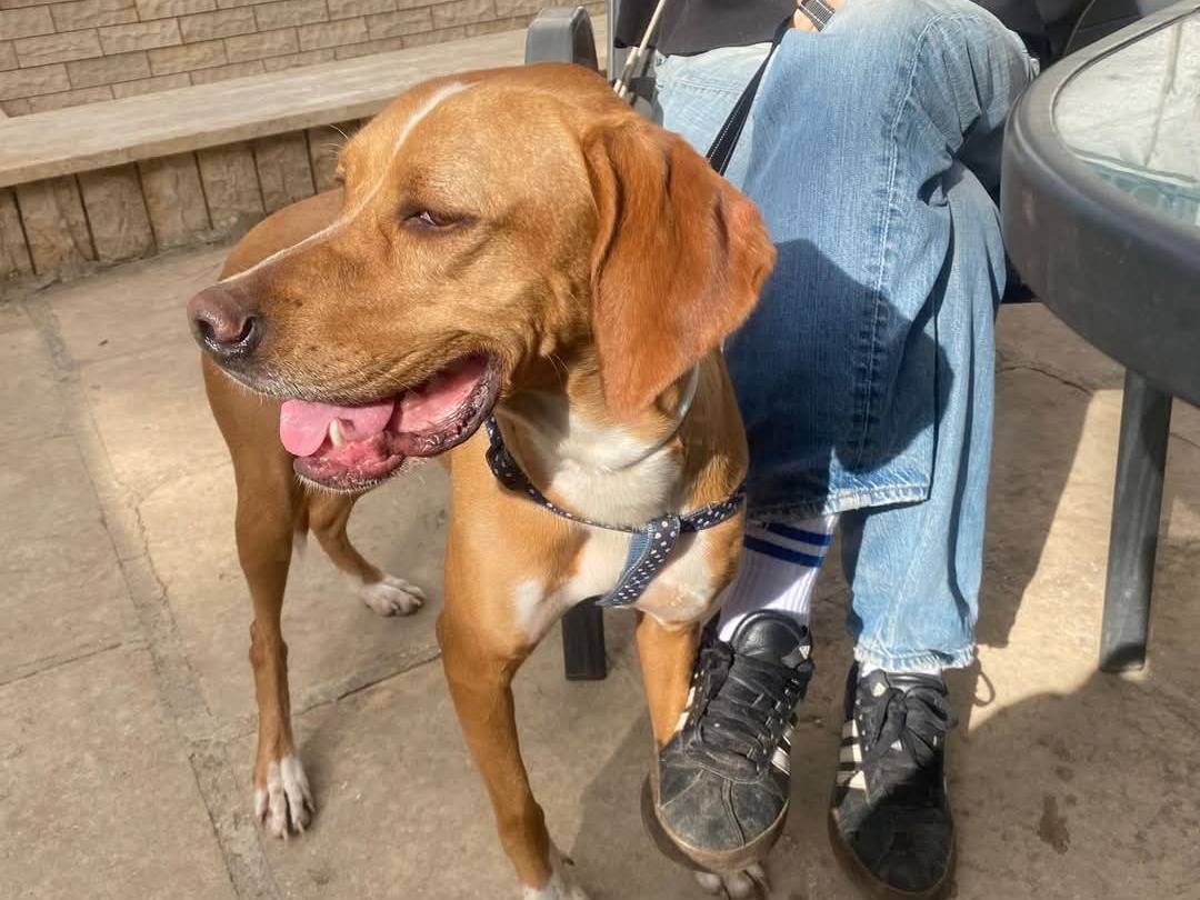Adotta un cane, femmina, 2 anni  e 5 mesi , Bari