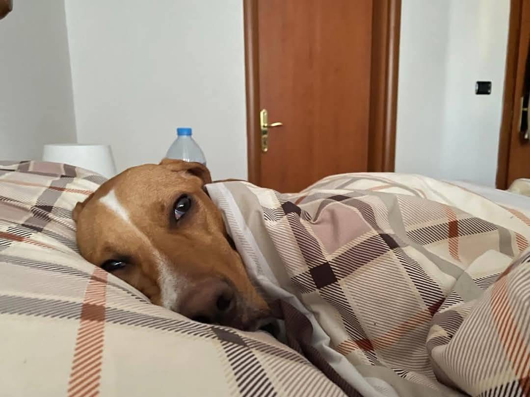 Adotta il cane Ahny a Bari
