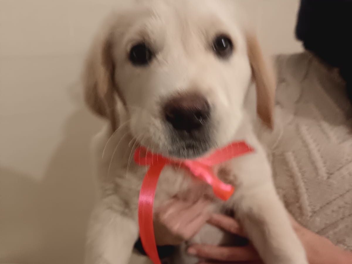 Adotta un cane, taglia media, femmina, Caserta