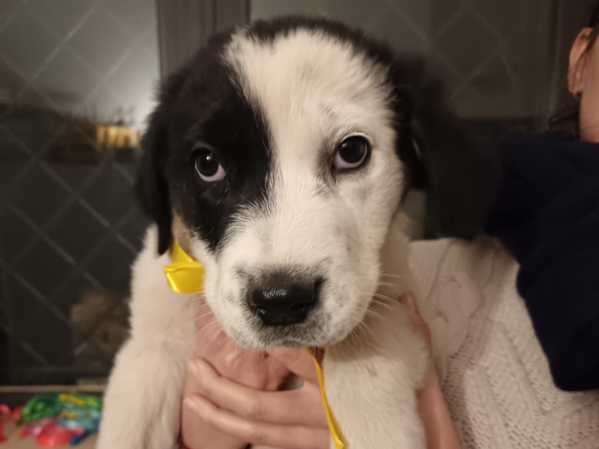 Vuoi adottare un cane a Caserta?