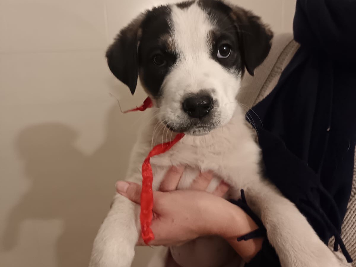 Adotta il cane Samy a Caserta