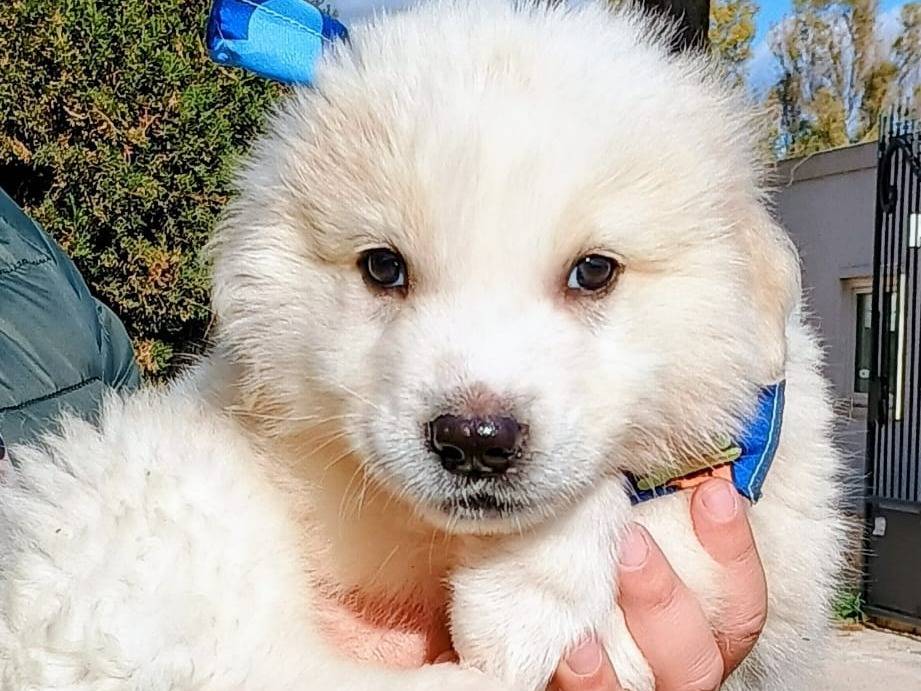 Adozione cane, maschio, Razza sconosciuta Razza sconosciuta, 4 mesi, taglia grande, Taranto