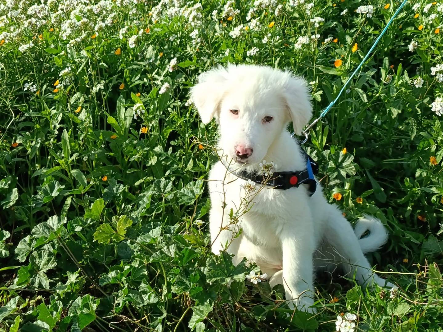 Adotta un cane, maschio, 1 anno e 1 mese, Taranto