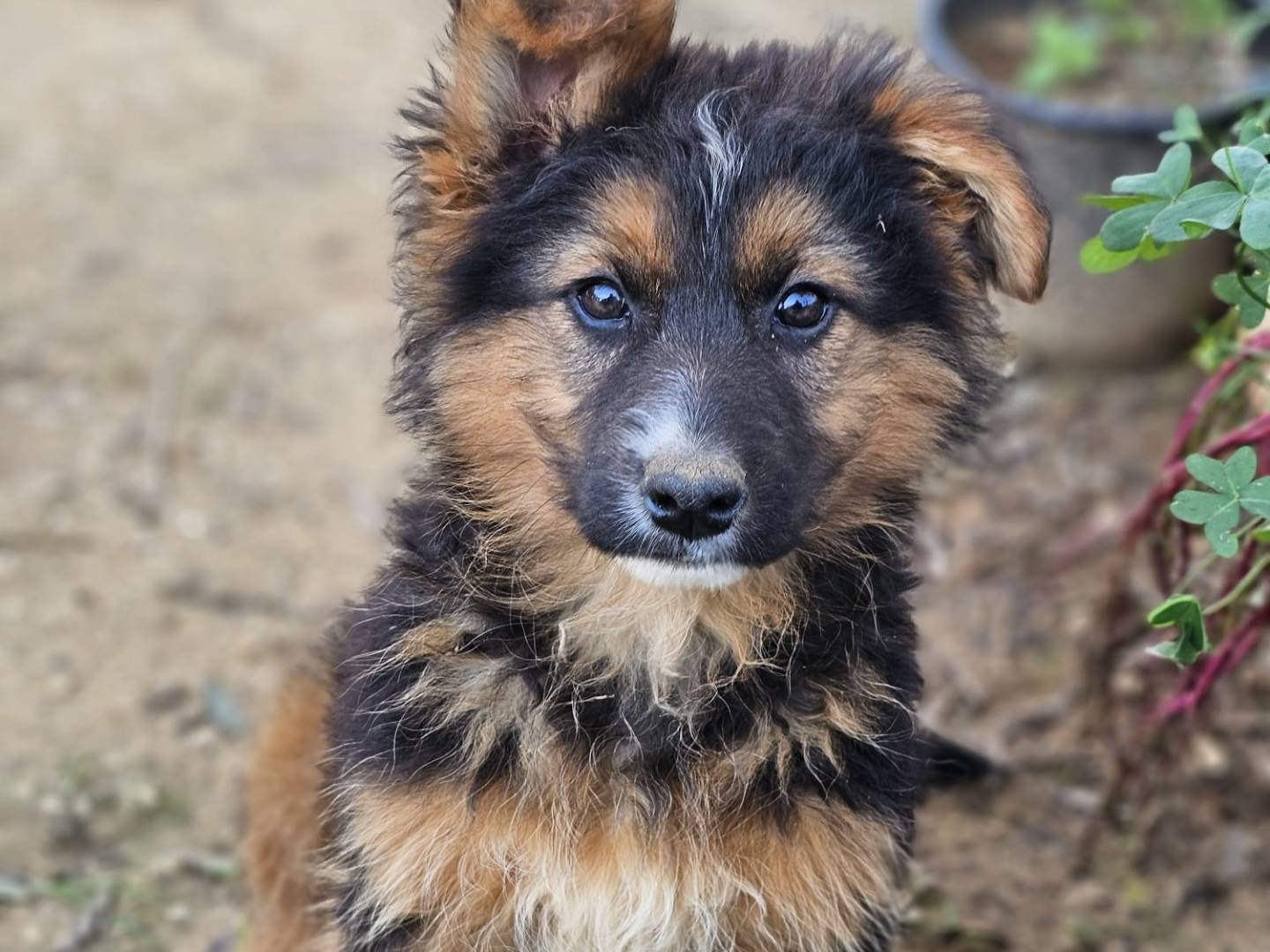 Adozione cane, femmina, Pastore tedesco Razza sconosciuta, 1 anno, taglia media contenuta, Palermo
