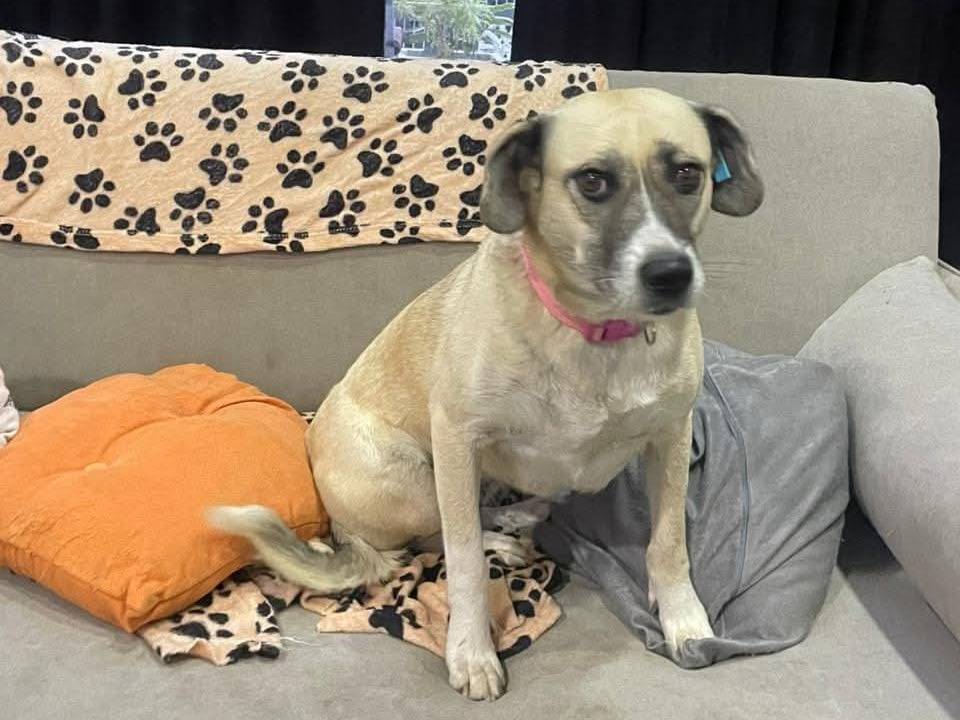 Adotta un cane, femmina, 3 anni  e 5 mesi , Bari
