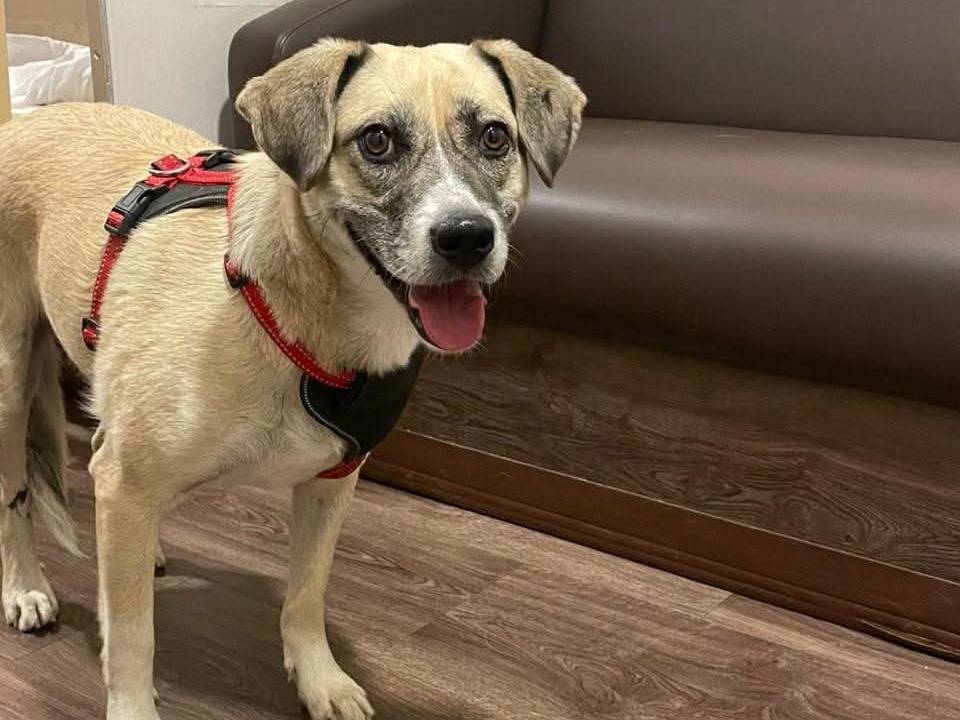 Vuoi adottare un cane a Bari?