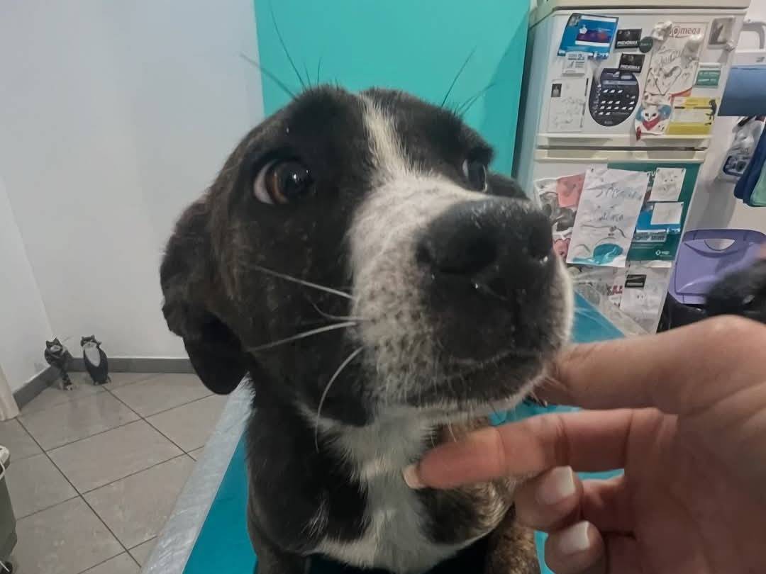 Adotta un cane, maschio, 1 anno e 2 mesi , Siracusa