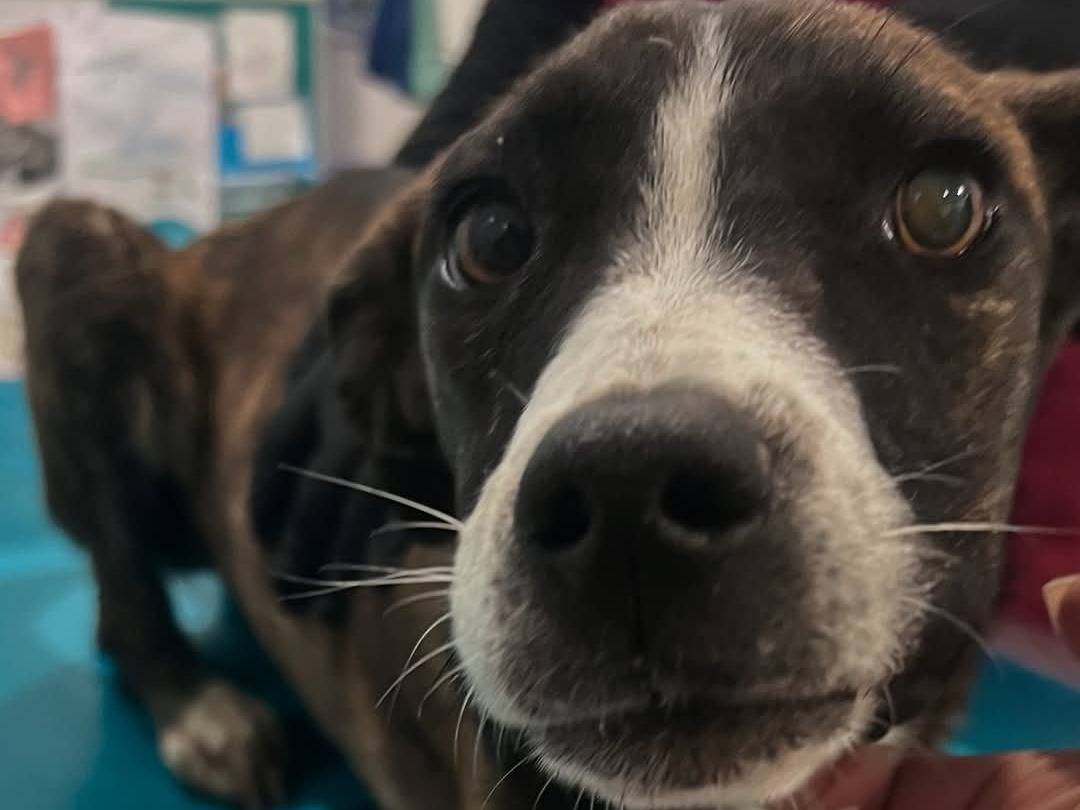Adotta un cane, taglia media contenuta, maschio, Siracusa