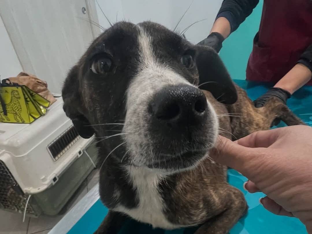 Vuoi adottare un cane a Siracusa?